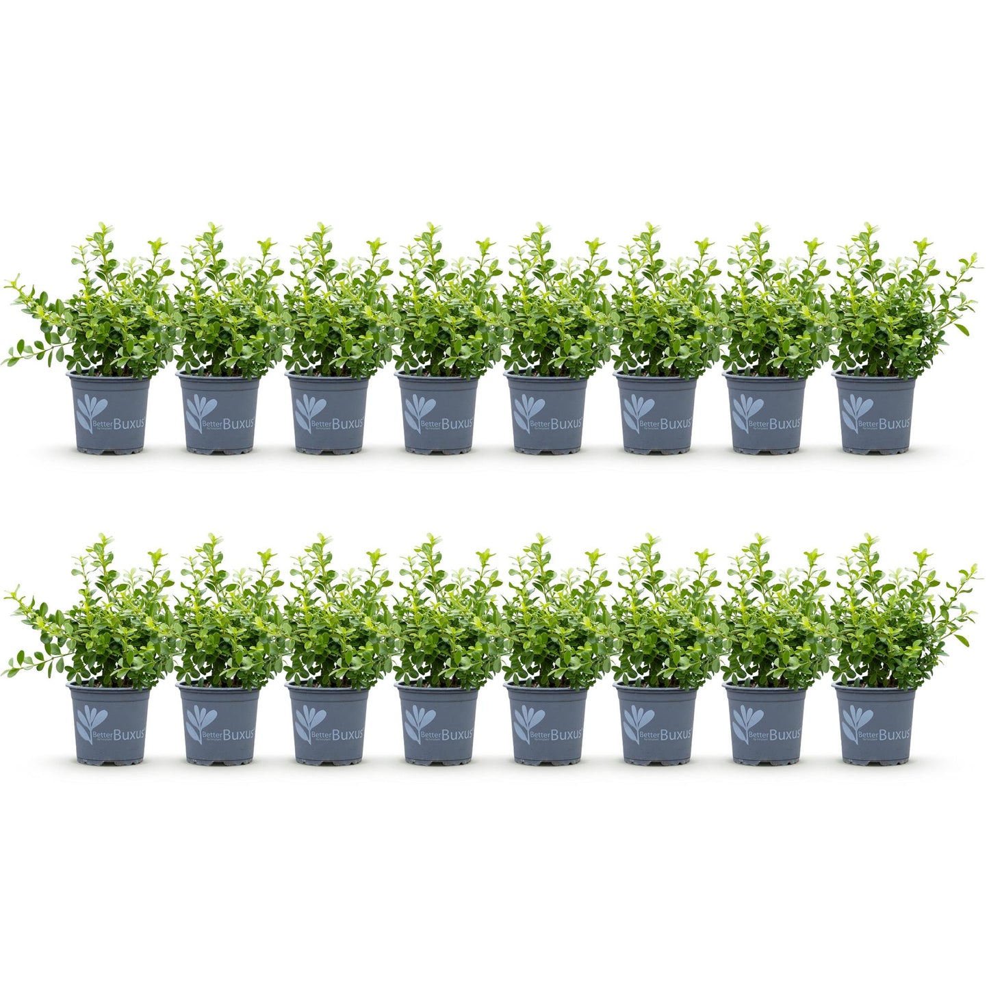 Green boutiQ - Buxus Haag - BetterBuxus Babylon Beauty - Resistant tegen de Buxus schimmel - 16 planten - 2 strekkende meter - pot 9cm hoogte 20-25