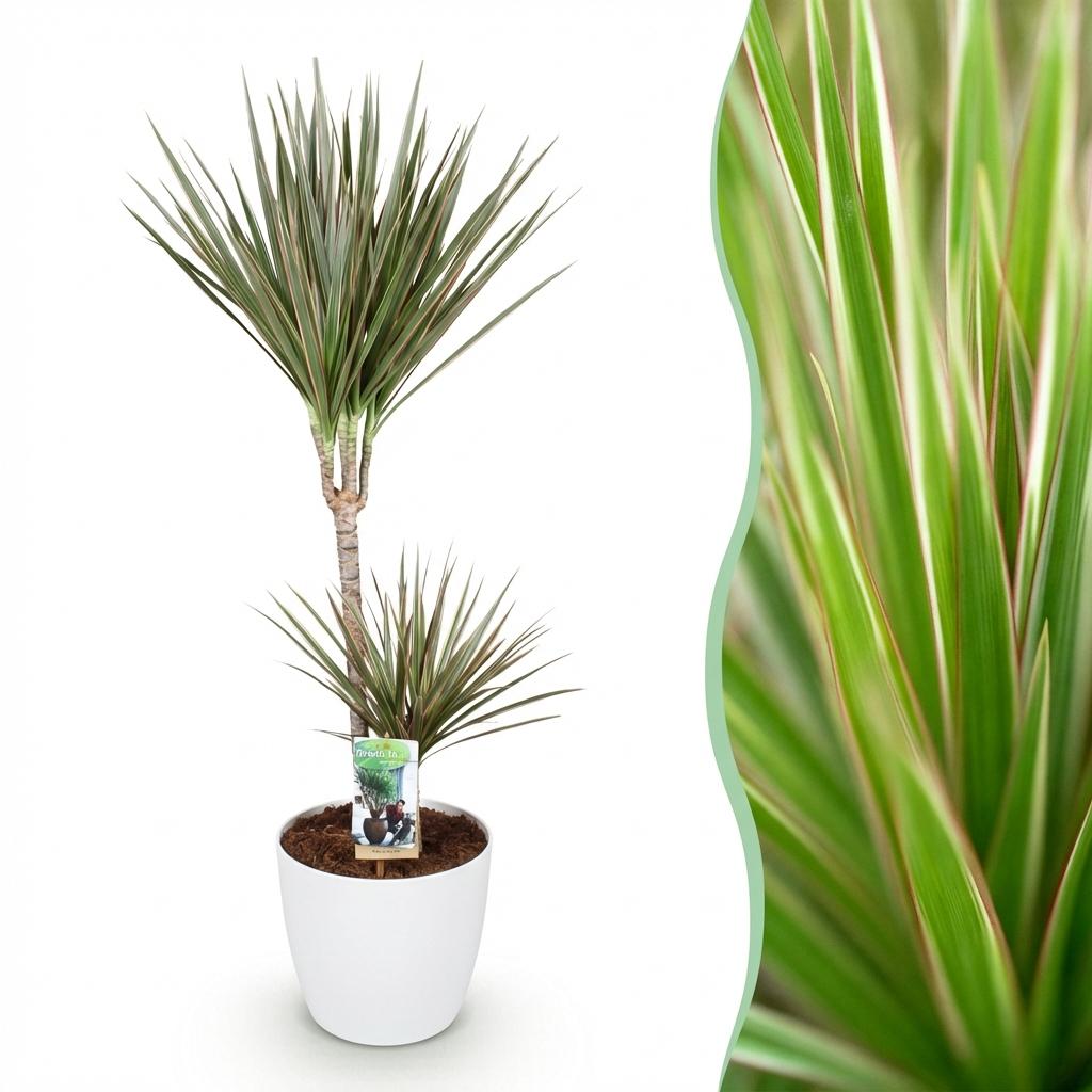 Green BoutiQ - Kamerplanten - Dracaena Marginata Bicolor - Drakenbloedboom - Weinig onderhoud - Groen - 1 Plant - met Potter Wit - Pot 21cm - Hoogte 90-100cm