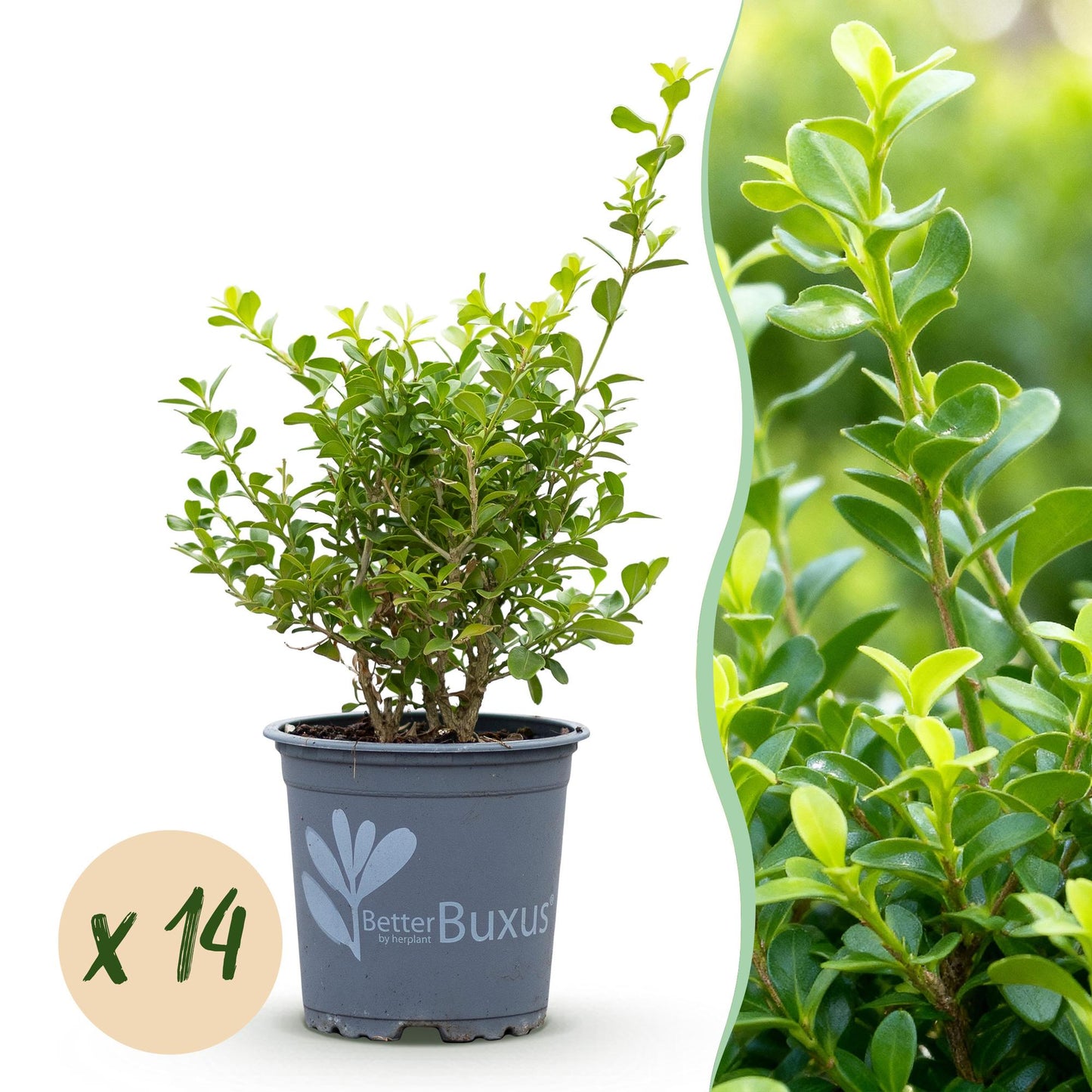 Green boutiQ - Buxus Haag - BetterBuxus Babylon Beauty - Resistant tegen de Buxus Schimmel - 14 planten - 2 strekkende meter - pot 10,5cm hoogte 25-30