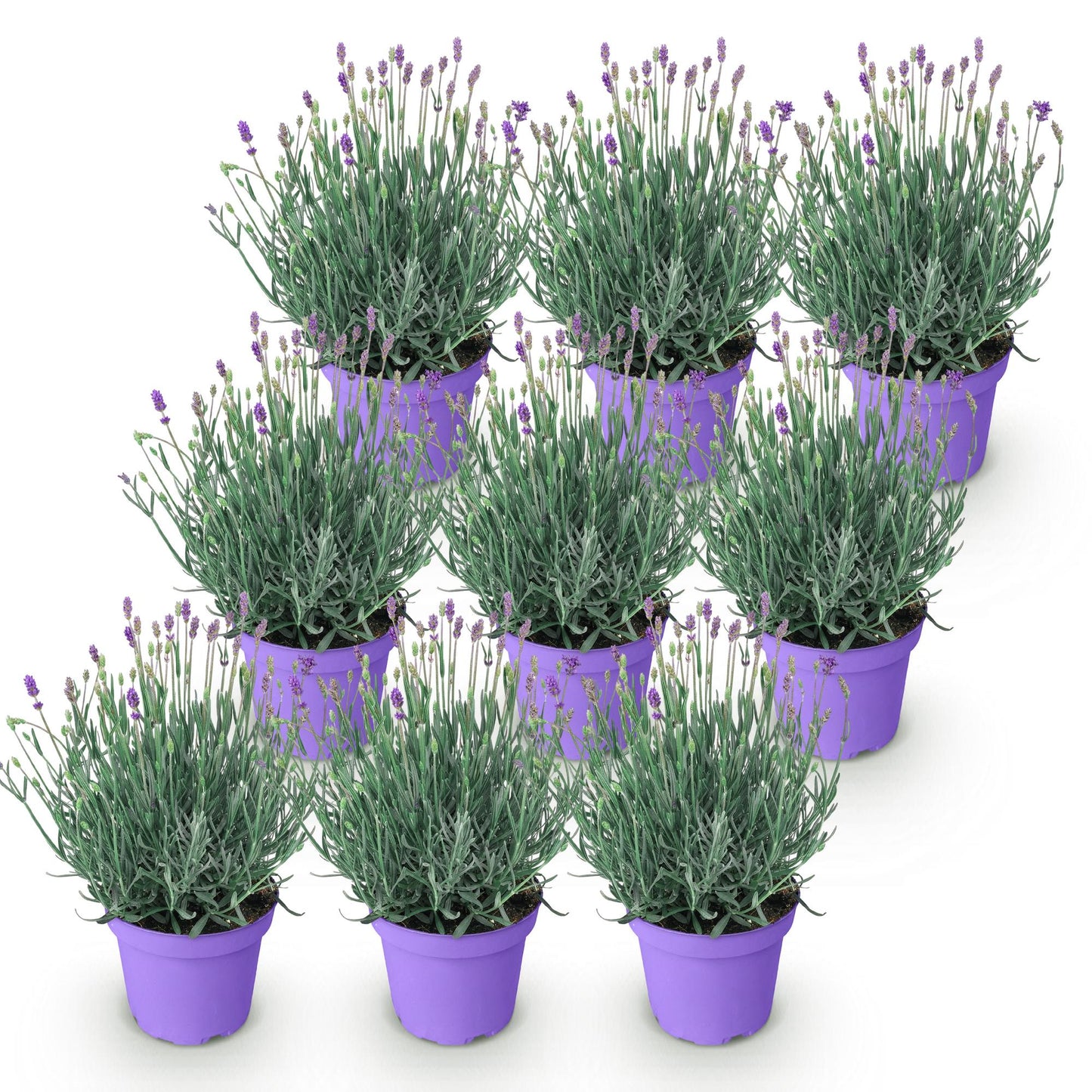 Green boutiQ - Tuinplant - Lavandula angustifolia Munstead - Lavendel - Winterhard - Paars - 9 Planten - Pot 12cm - Hoogte 15-25cm