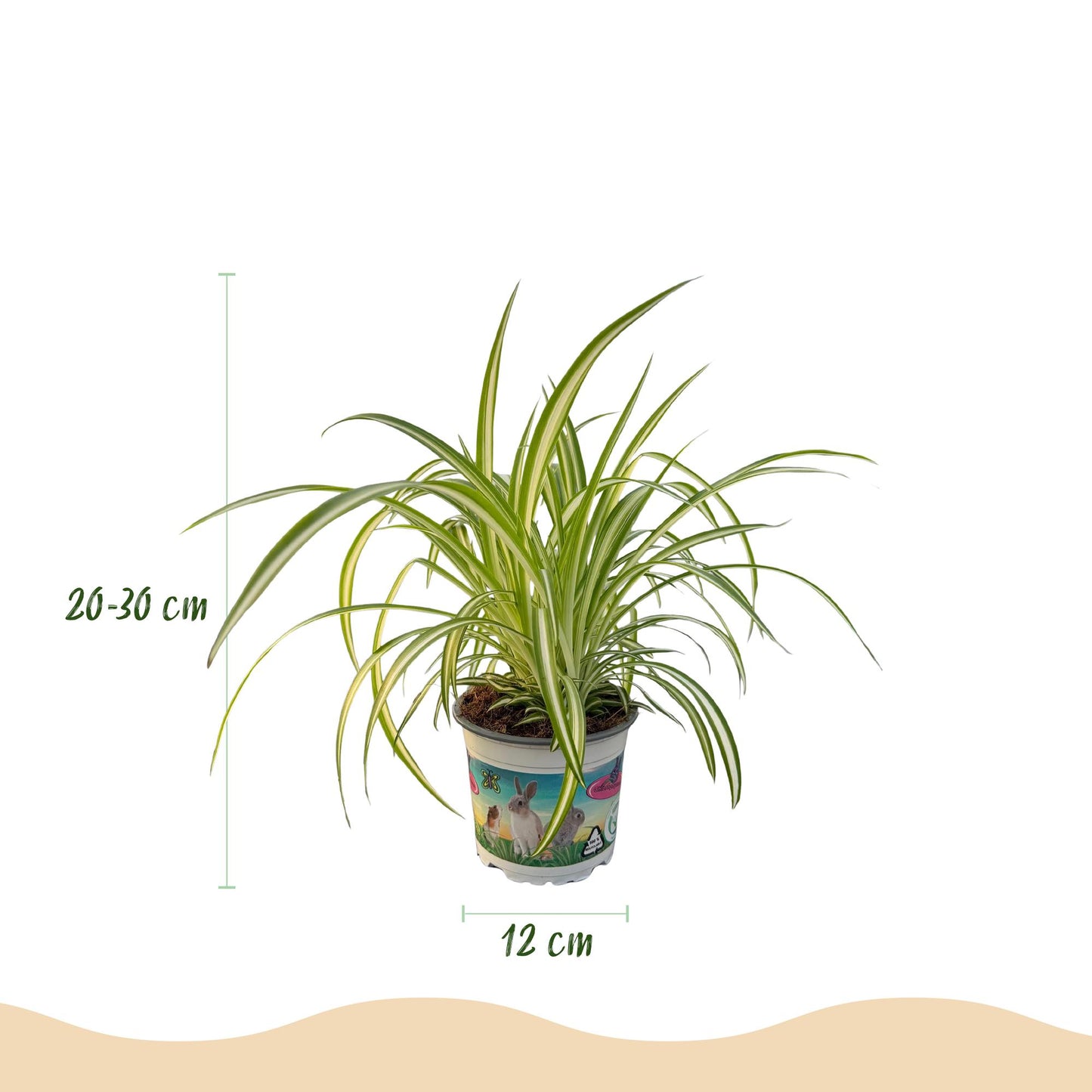 Green boutiQ - Kamerplant - Cyperus - Calissia - Chlorophytum - Mix van 3 - Huisdiervriendelijke Planten - Groen - 3 Planten - met Potter Grijs - Pot 12cm - Hoogte 20cm