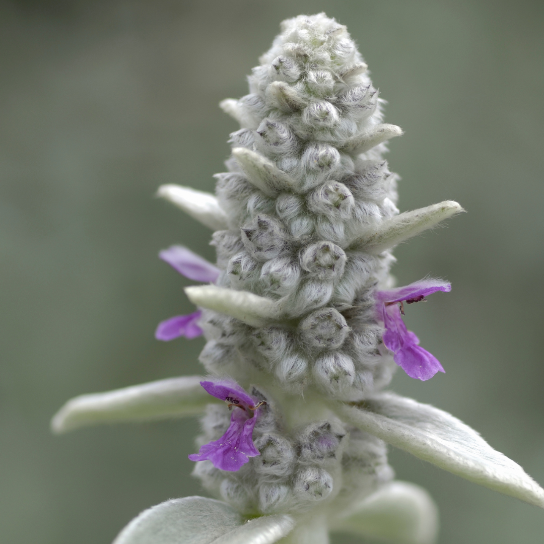 12x Stachys byzantina - ↕10-25cm - Ø9cm