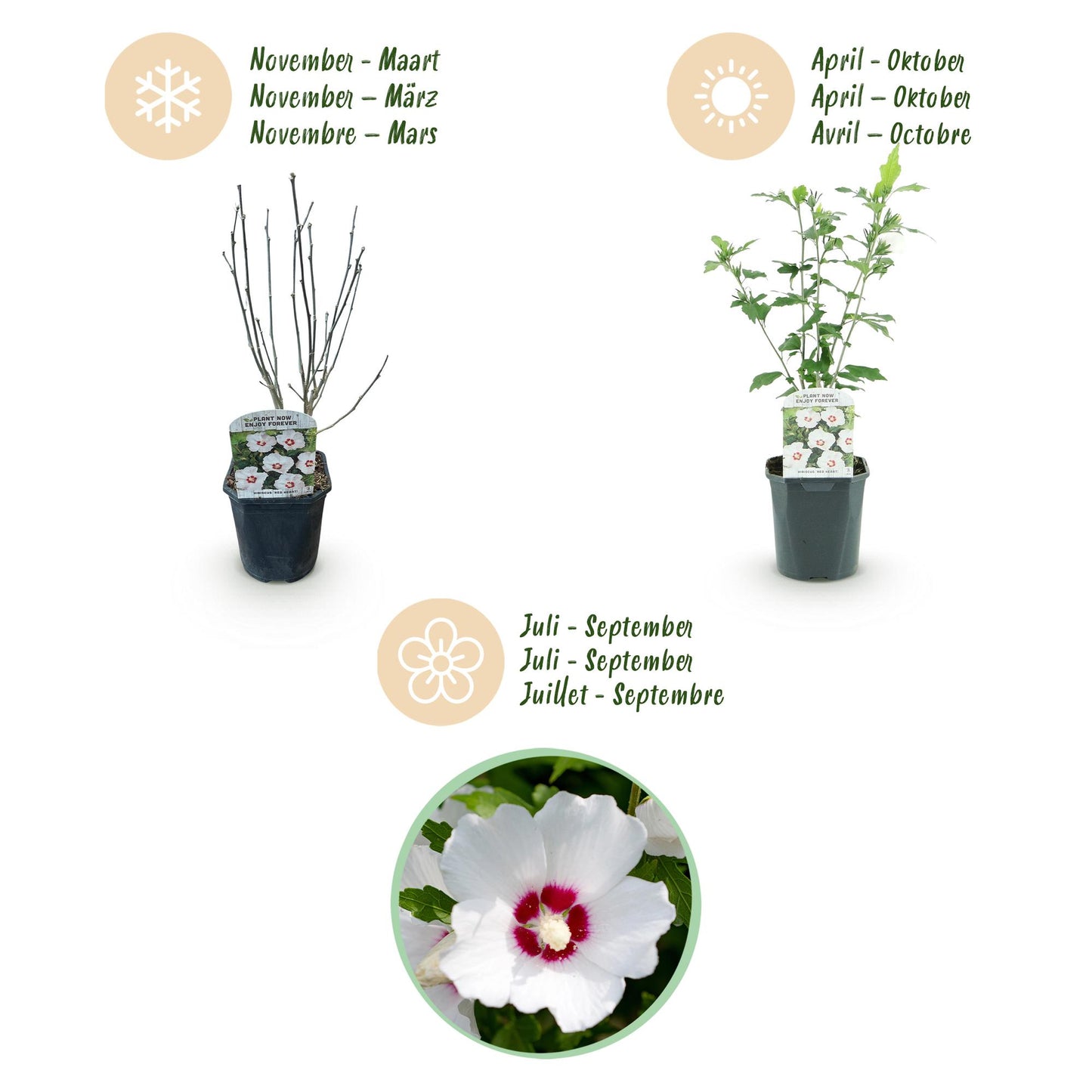 Green boutiQ - Tuinplant - Hibiscus syriacus Red Heart - Tuin Hibiscus - Winterhard - Wit - Rood - 3 Planten - Pot 17cm - Hoogte 45cm