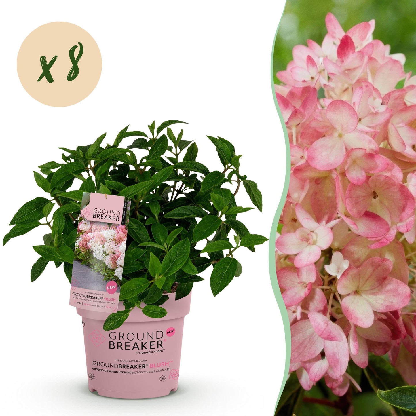 Green boutiQ - Tuinplant - Hydrangea panniculata Groundbreaker Blush - Pluimhortensia - Winterhard - Roze - 8 Planten - Pot 14cm -Hoogte 20-25cm