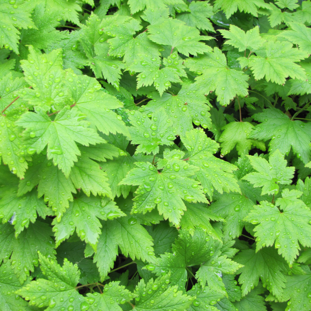 48x Tiarella cordifolia - ↕10-25cm - Ø9cm