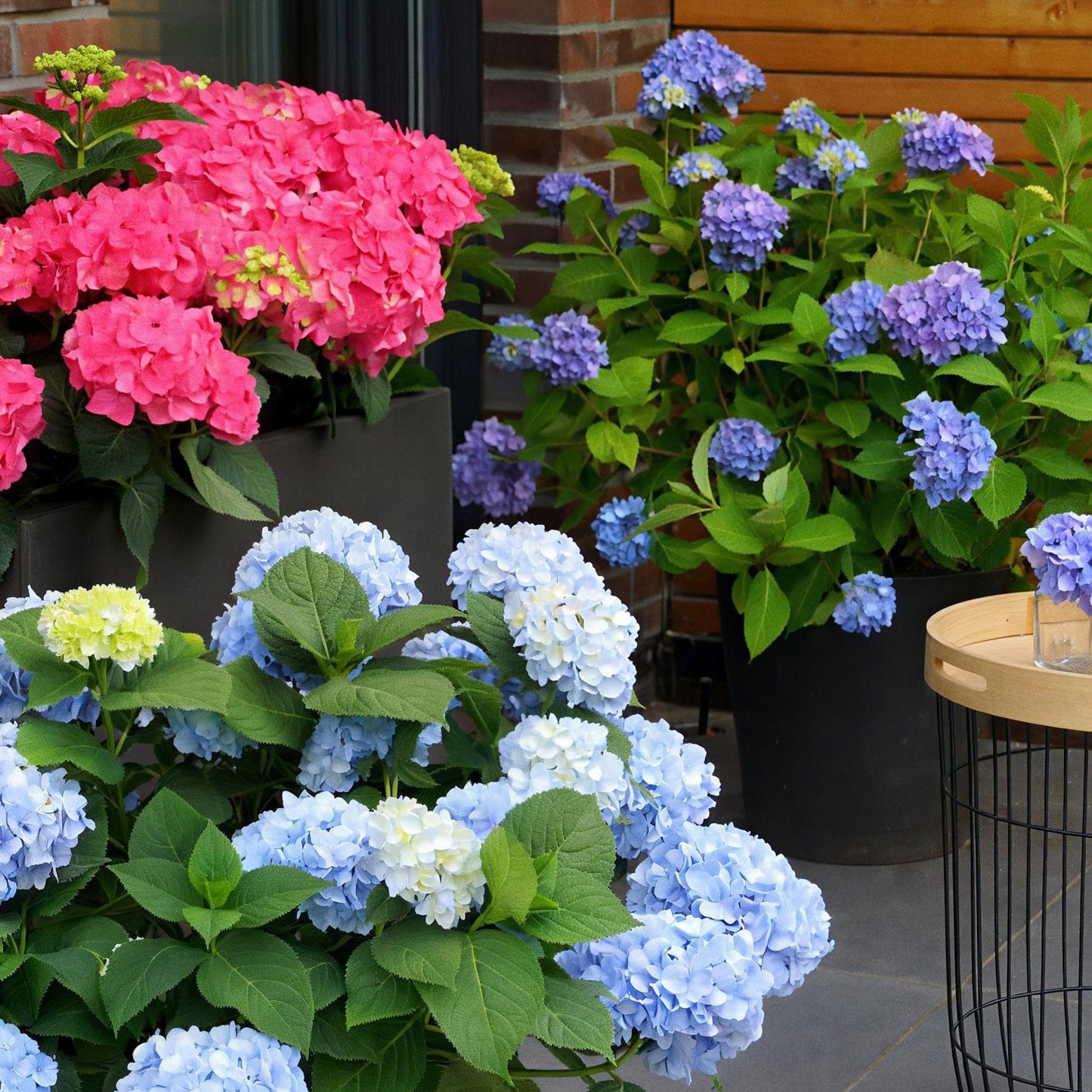 Green boutiQ - Tuinplant - Hydrangea Endles Summer The Orginal Blue - Hortensia - Winterhard - Blauw - 1 Plant - Pot 14cm - Hoogte 20-25cm