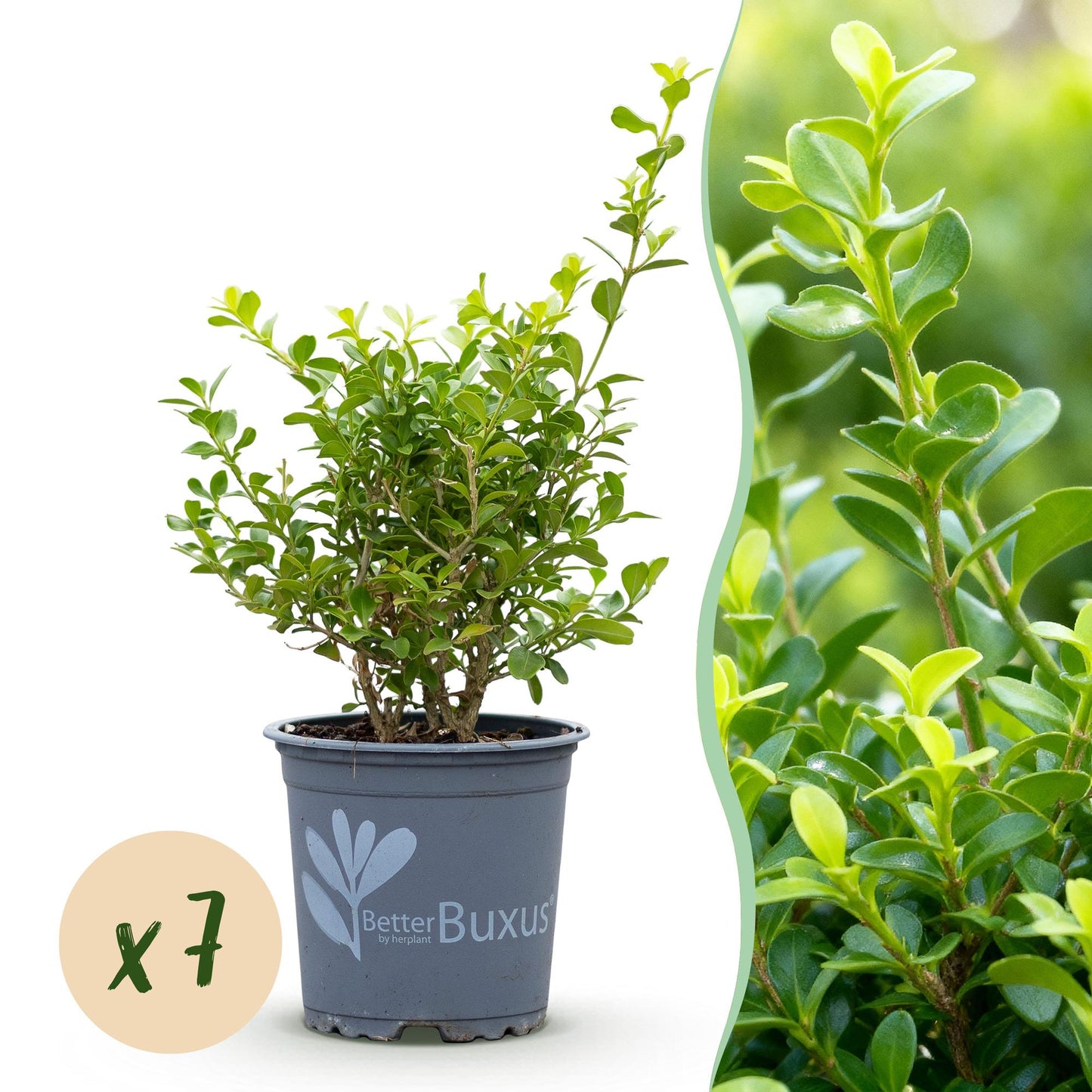 Green boutiQ - Buxus Haag - BetterBuxus Babylon Beauty - Resistant tegen de Buxus Schimmel - 7 planten - 1 strekkende meter - pot 10,5cm hoogte 25-30