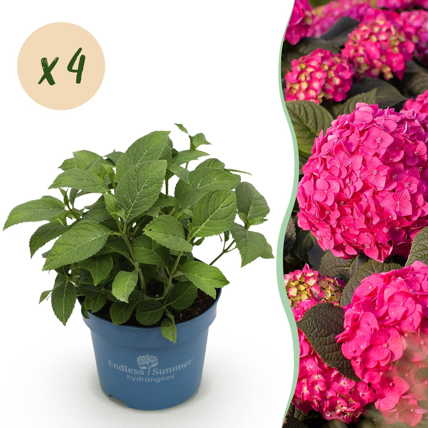 Green boutiQ - Tuinplant - Hydrangea Endles Summer Summer Love Red - Hortensia - Winterhard - Rood - 4 Planten - Pot 14cm - Hoogte 20-25cm