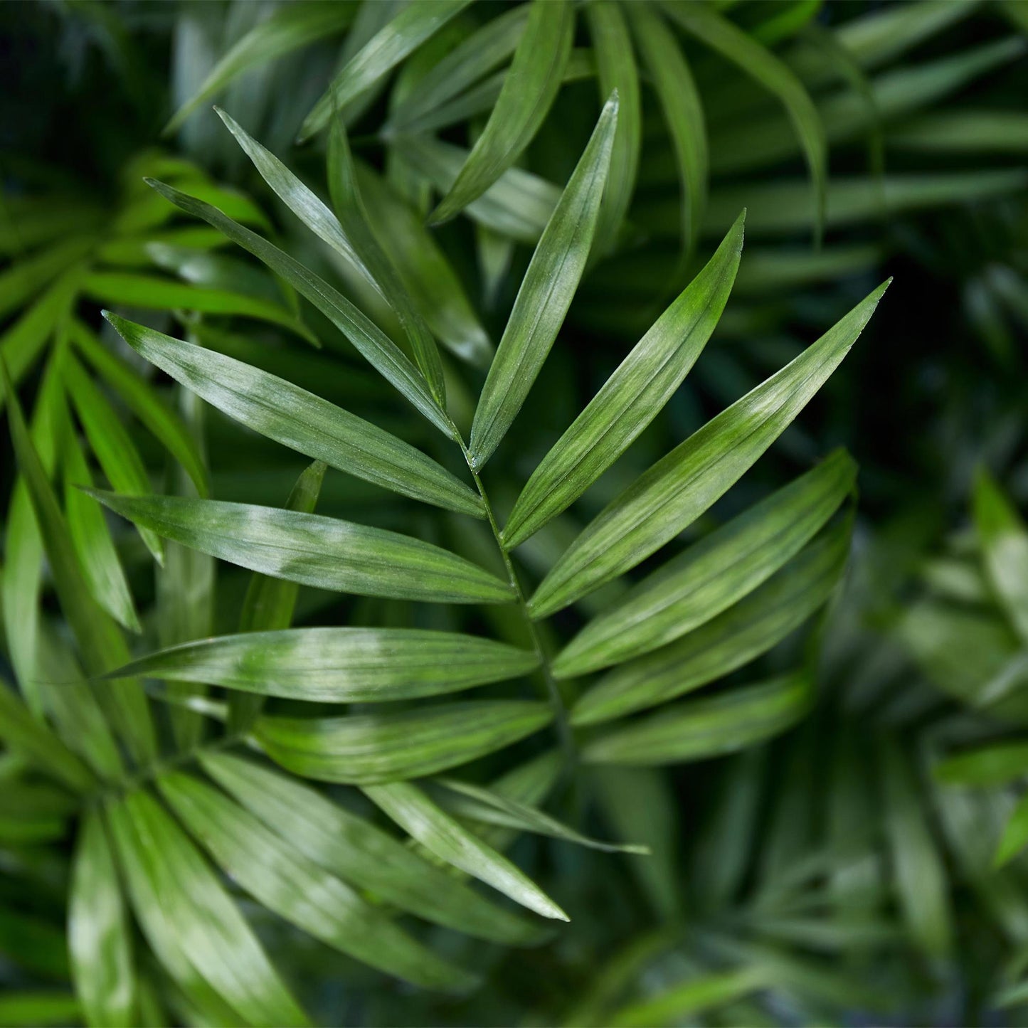 Green boutiQ - Kamerplant - Chamaedorea elegans - Goudpalm - Huisdiervriendelijke Plant - Groen - 4 Planten - met Potter Grijs - Pot 12cm - Hoogte 15cm