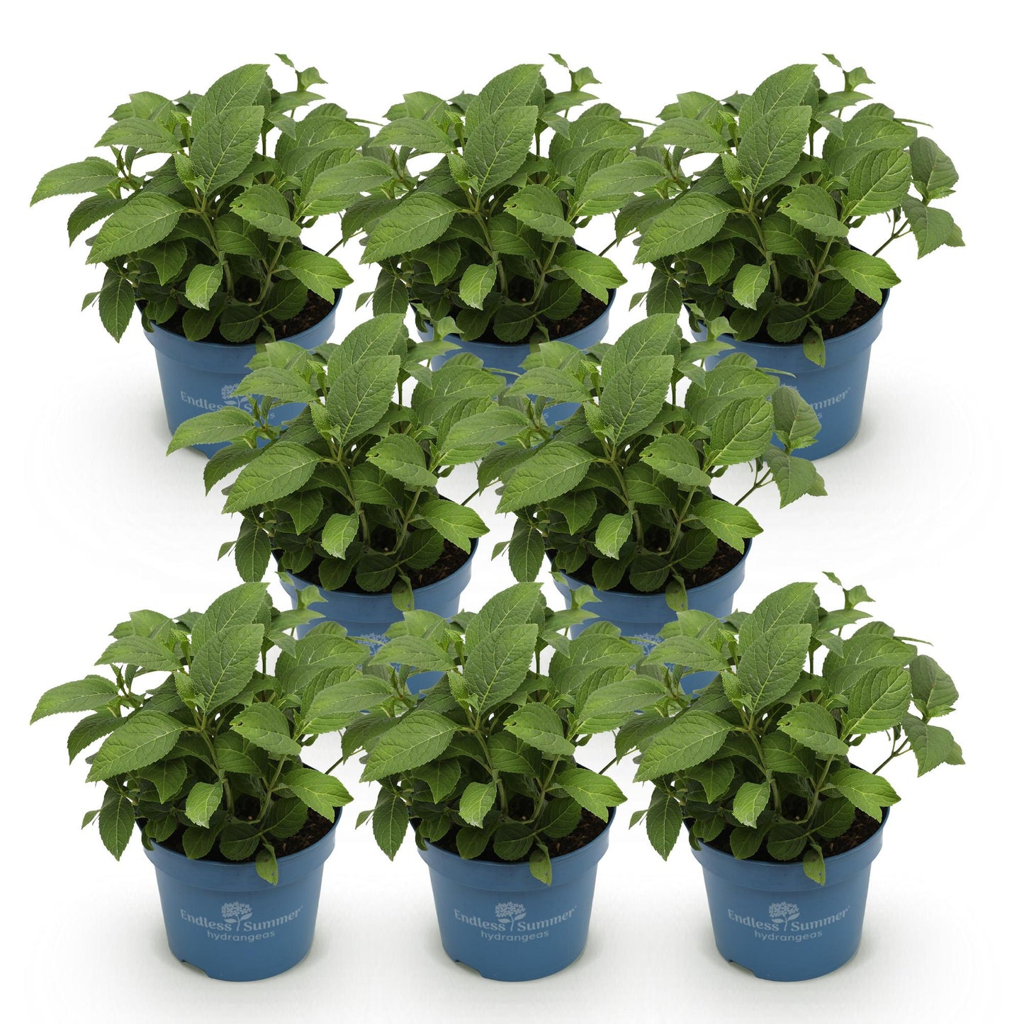 Green boutiQ - Tuinplant - Hydrangea Endles Summer Summer Love Red - Hortensia - Winterhard - Rood - 8 Planten - Pot 14cm - Hoogte 20-25cm