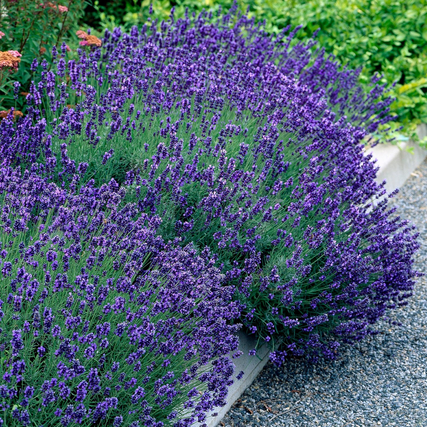 Green boutiQ - Tuinplant - Lavandula angustifolia Hidcote - Lavendel - Winterhard - Paars - 18 Planten - Pot 12cm - Hoogte 15-25cm