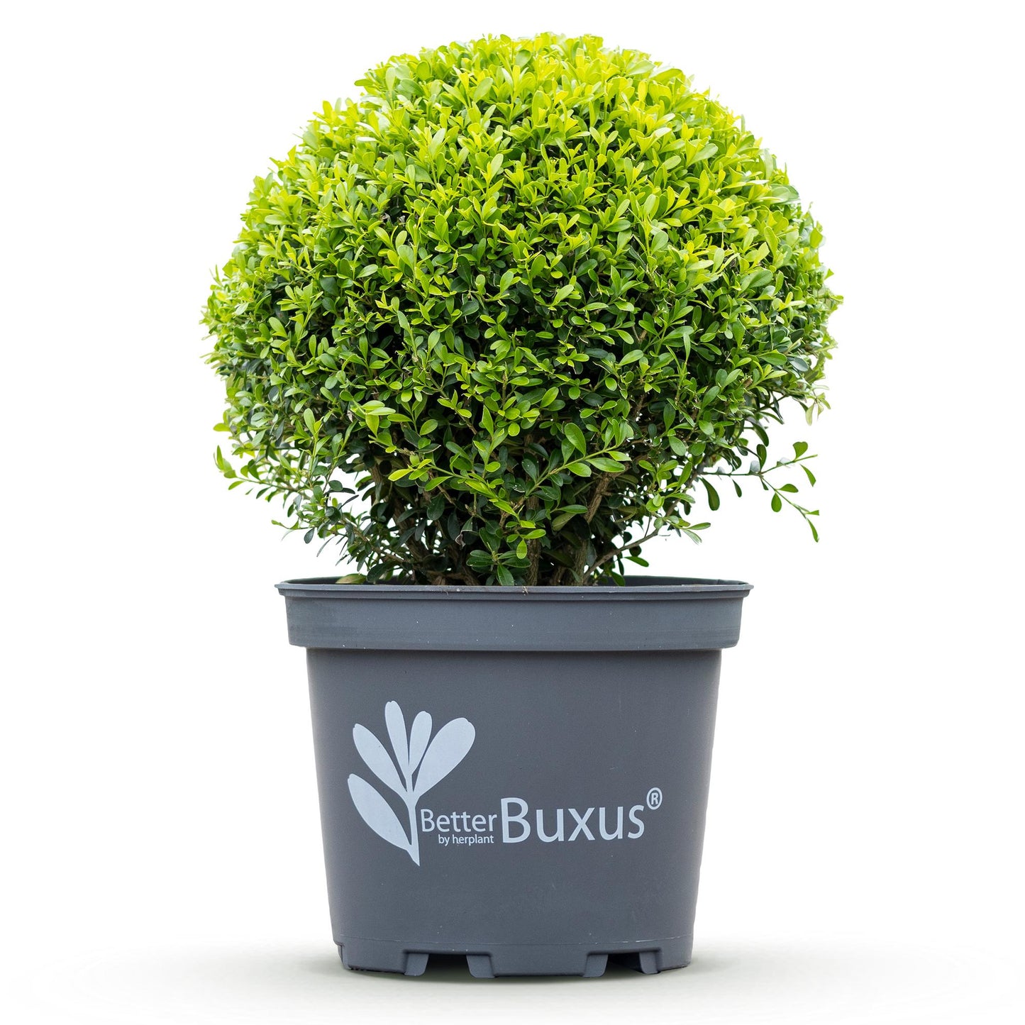 Green boutiQ - Buxus Bol - BetterBuxus Skylight - Resistant tegen Buxus Schimmel - 1 planten - pot 26cm bol 30cm