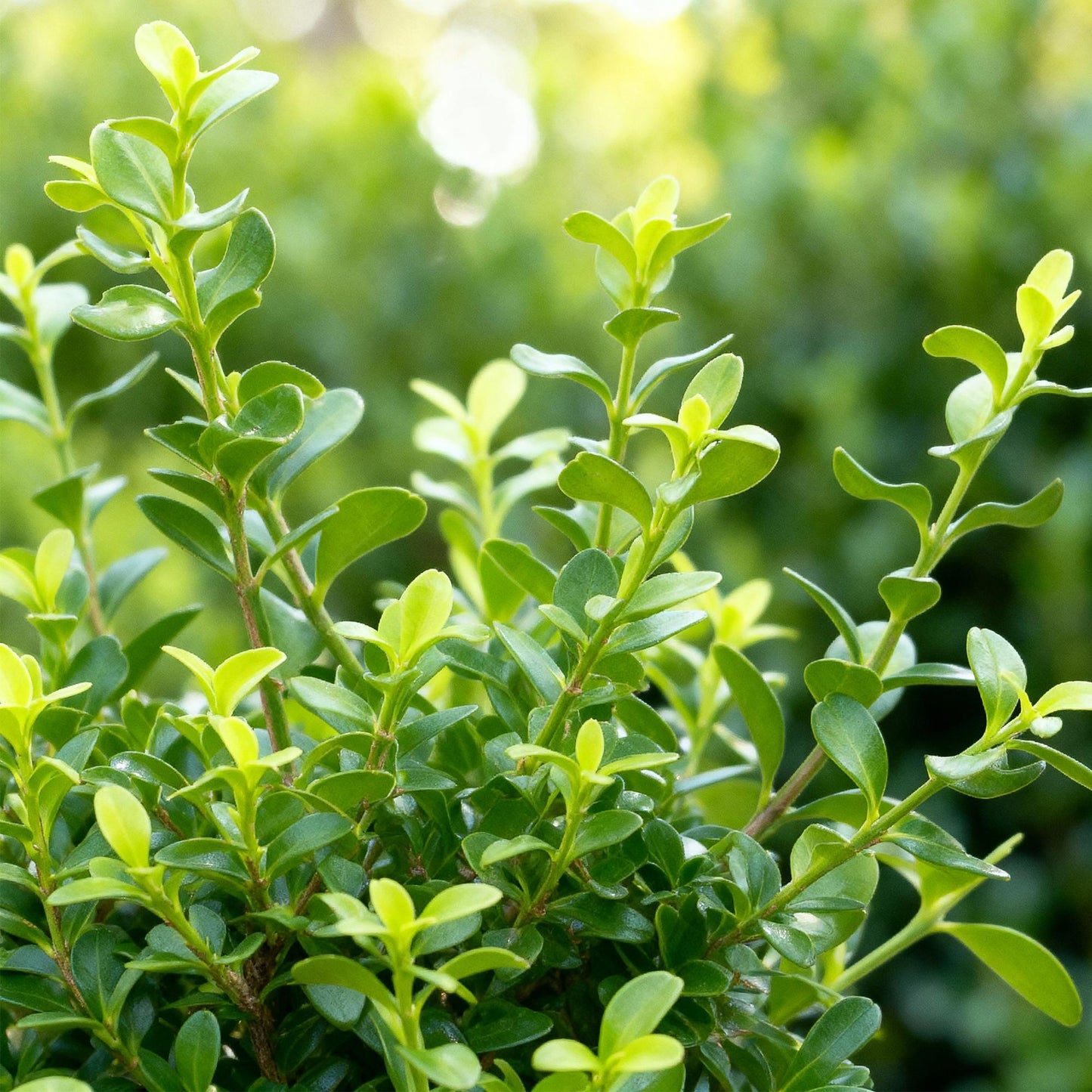 Green boutiQ - Buxus Haag - BetterBuxus Babylon Beauty - Resistant tegen de Buxus Schimmel - 7 planten - 1 strekkende meter - pot 10,5cm hoogte 25-30