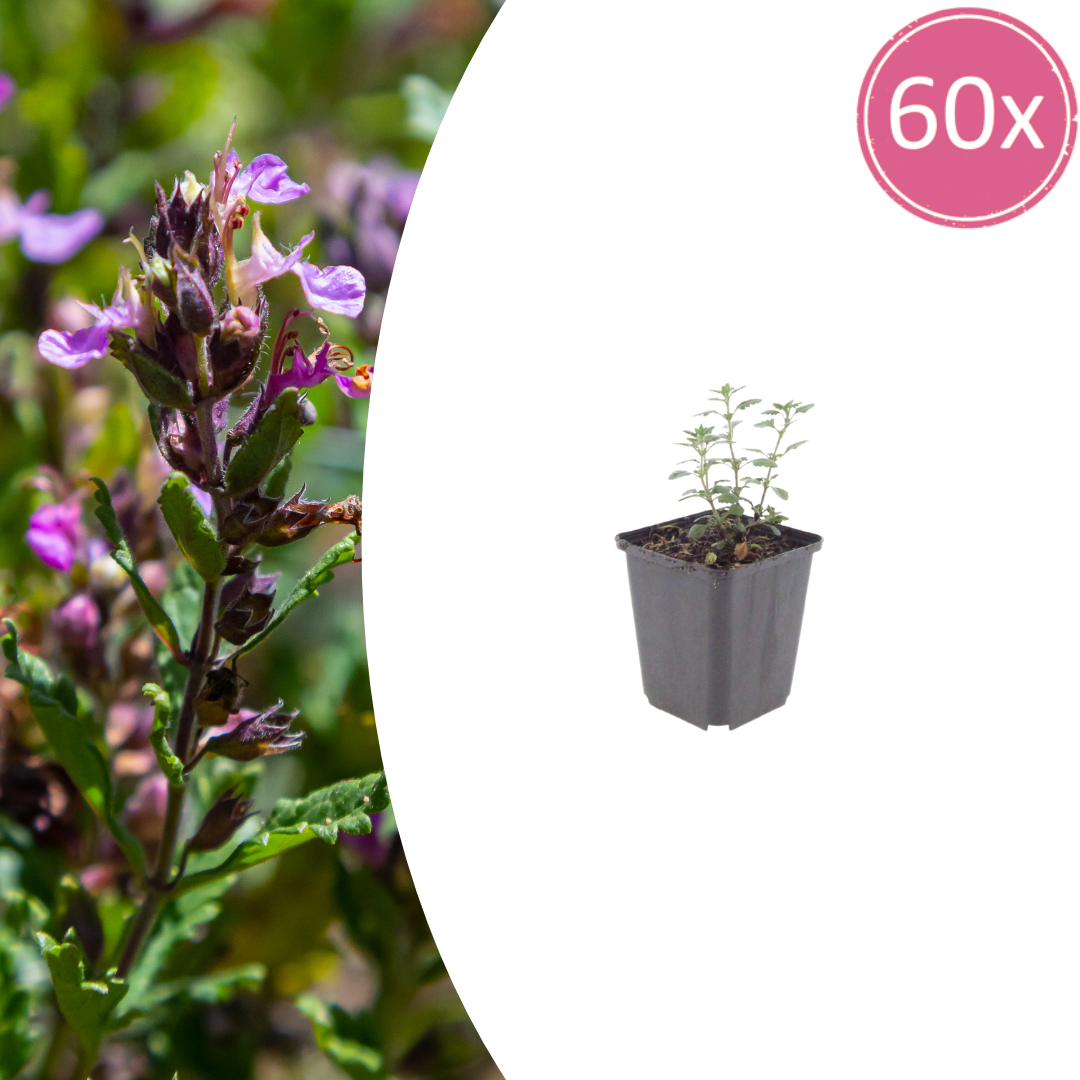 60x Teucrium lucidrys - ↕10-25cm - Ø9cm