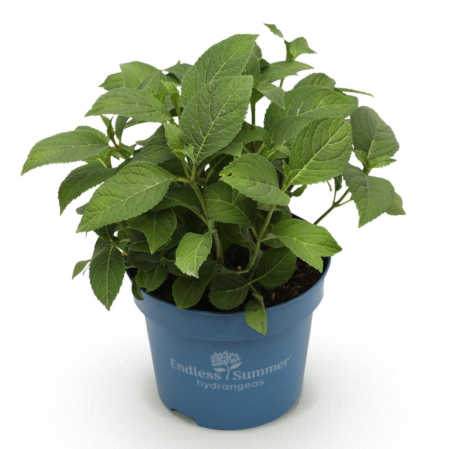 Green boutiQ - Tuinplant - Hydrangea Endles Summer The Orginal Blue - Hortensia - Winterhard - Blauw - 1 Plant - Pot 14cm - Hoogte 20-25cm