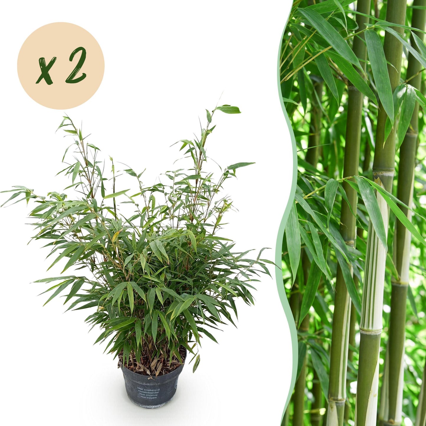 Green boutiQ - Grassen - Fargesia robusta Pingwu - Niet Woekerende Bamboe - Bladhoudend - Groen - 2 Planten - Pot 23 cm - Hoogte 80 cm