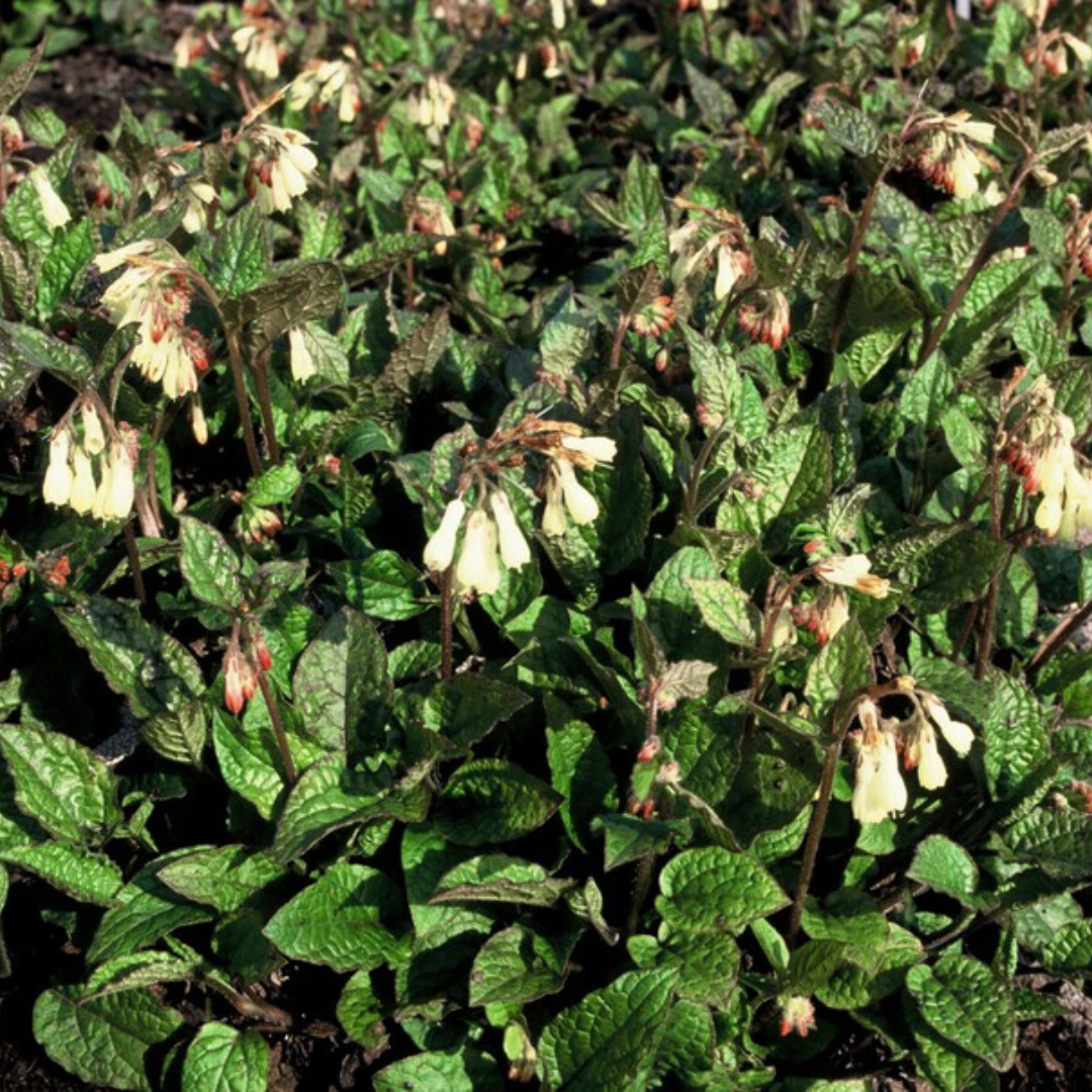 48x Symphytum grandiflorum - ↕10-25cm - Ø9cm