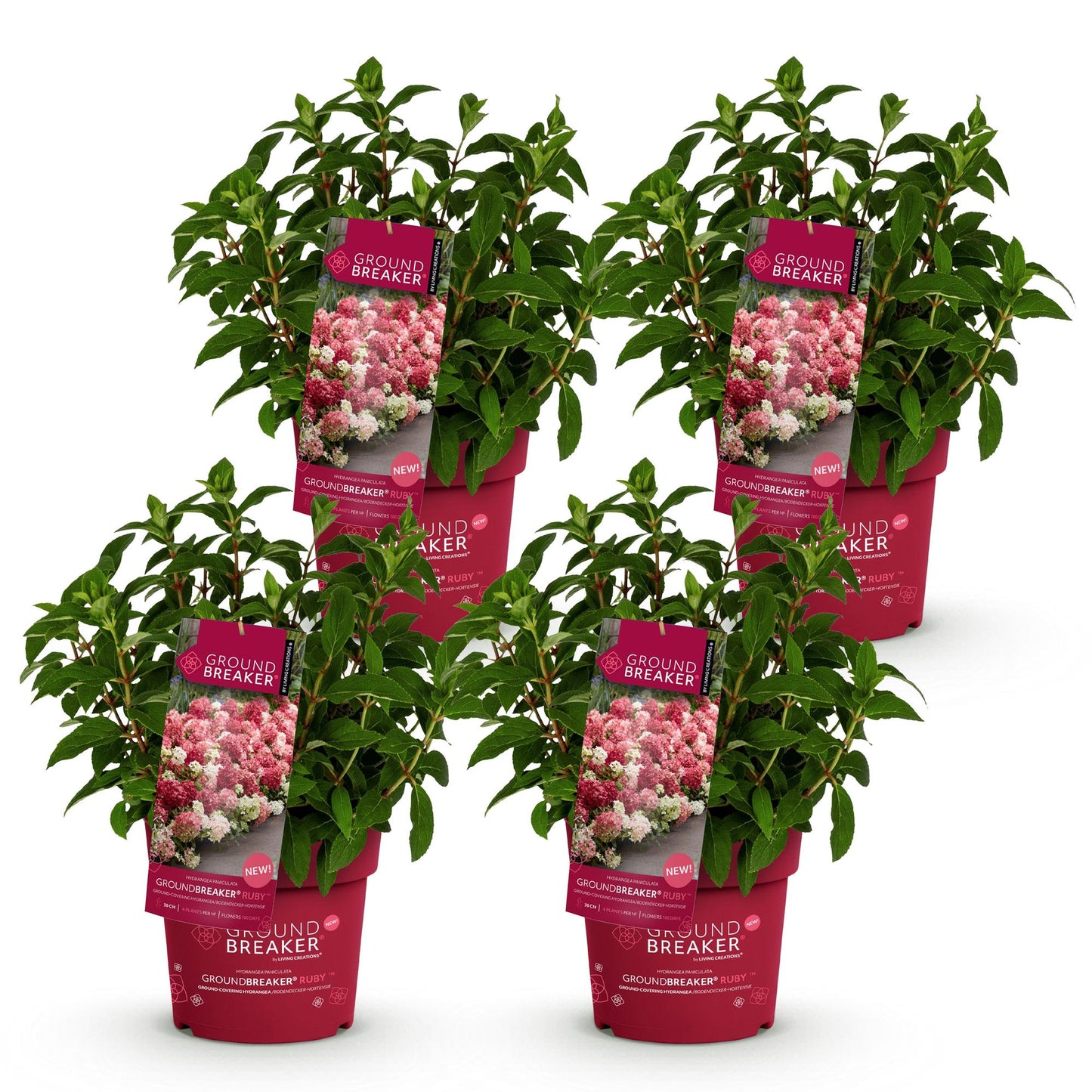 Green boutiQ - Tuinplant - Hydrangea panniculata Groundbreaker Ruby - Pluimhortensia - Winterhard - Rood - 4 Planten - Pot 14cm -Hoogte 20-25cm