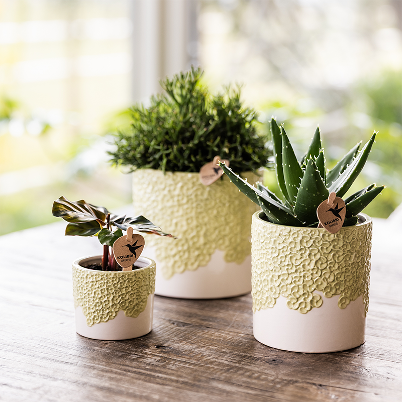 Kolibri Home | Bloom sierpot - Green - Ø9cm