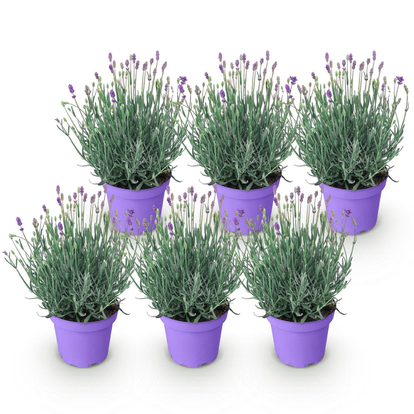 Green boutiQ - Tuinplant - Lavandula angustifolia Munstead - Lavendel - Winterhard - Paars - 6 Planten - Pot 12cm - Hoogte 15-25cm