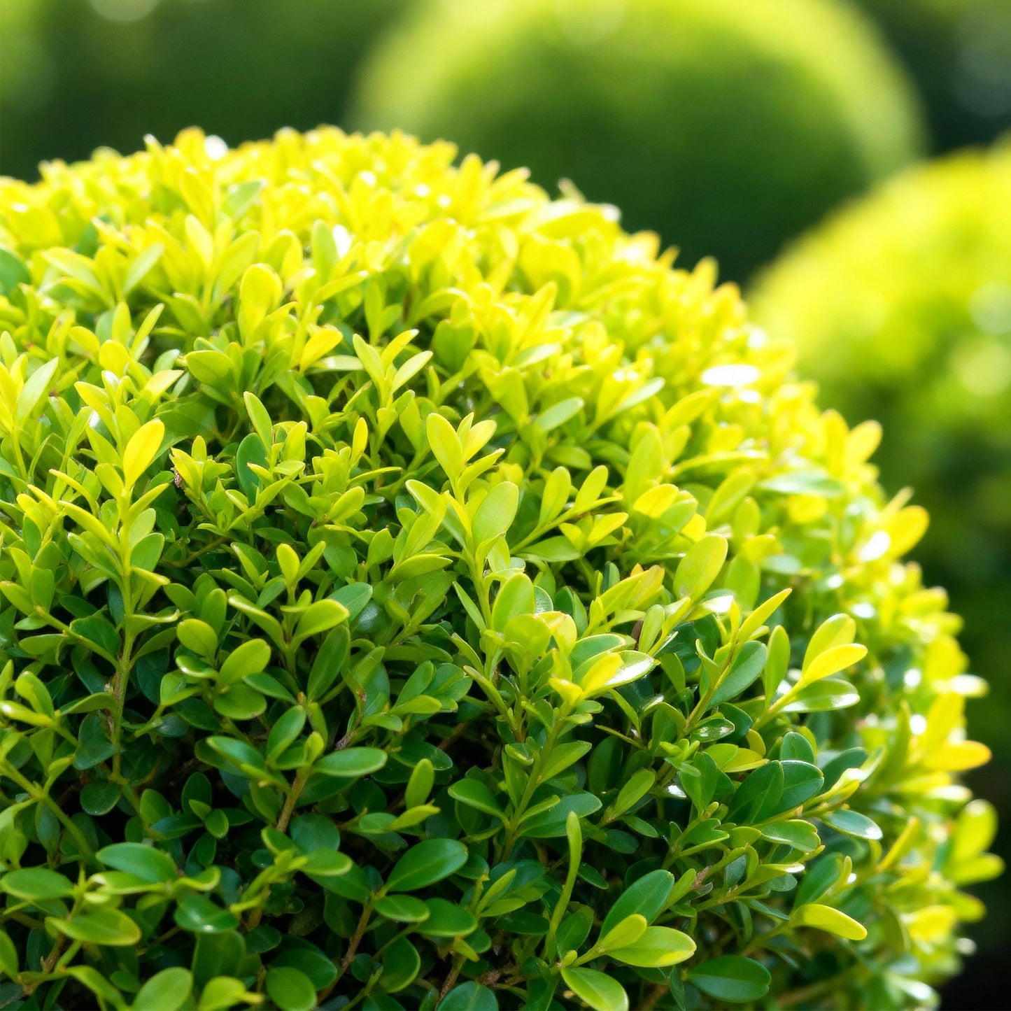 Green boutiQ - Buxus Bol - BetterBuxus Skylight - Resistant tegen de Buxus Schimmel - 1 planten - pot 23cm bol 25cm
