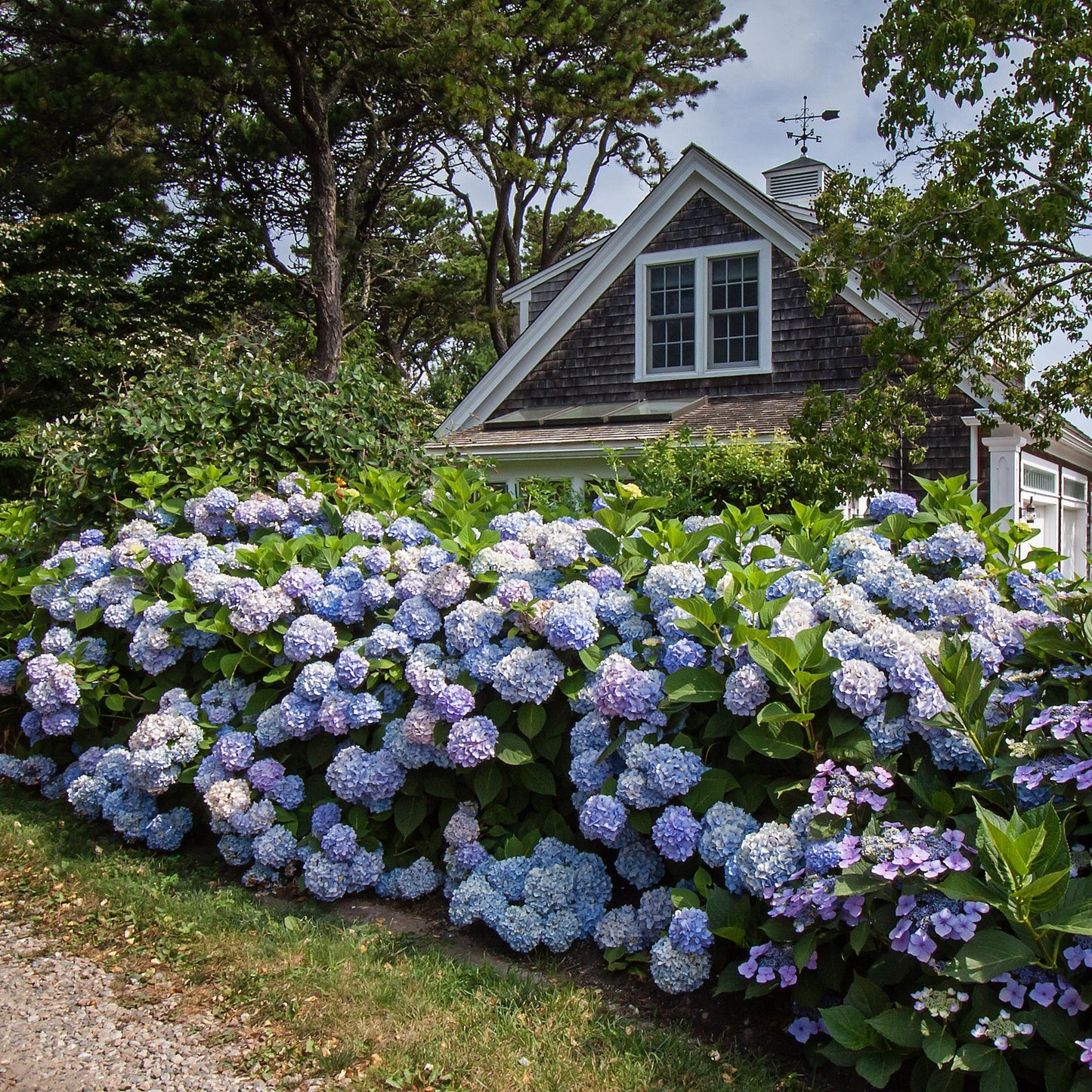 Green boutiQ - Tuinplant - Hydrangea Endles Summer The Orginal Blue - Hortensia - Winterhard - Blauw - 8 Planten - Pot 14cm - Hoogte 20-25cm