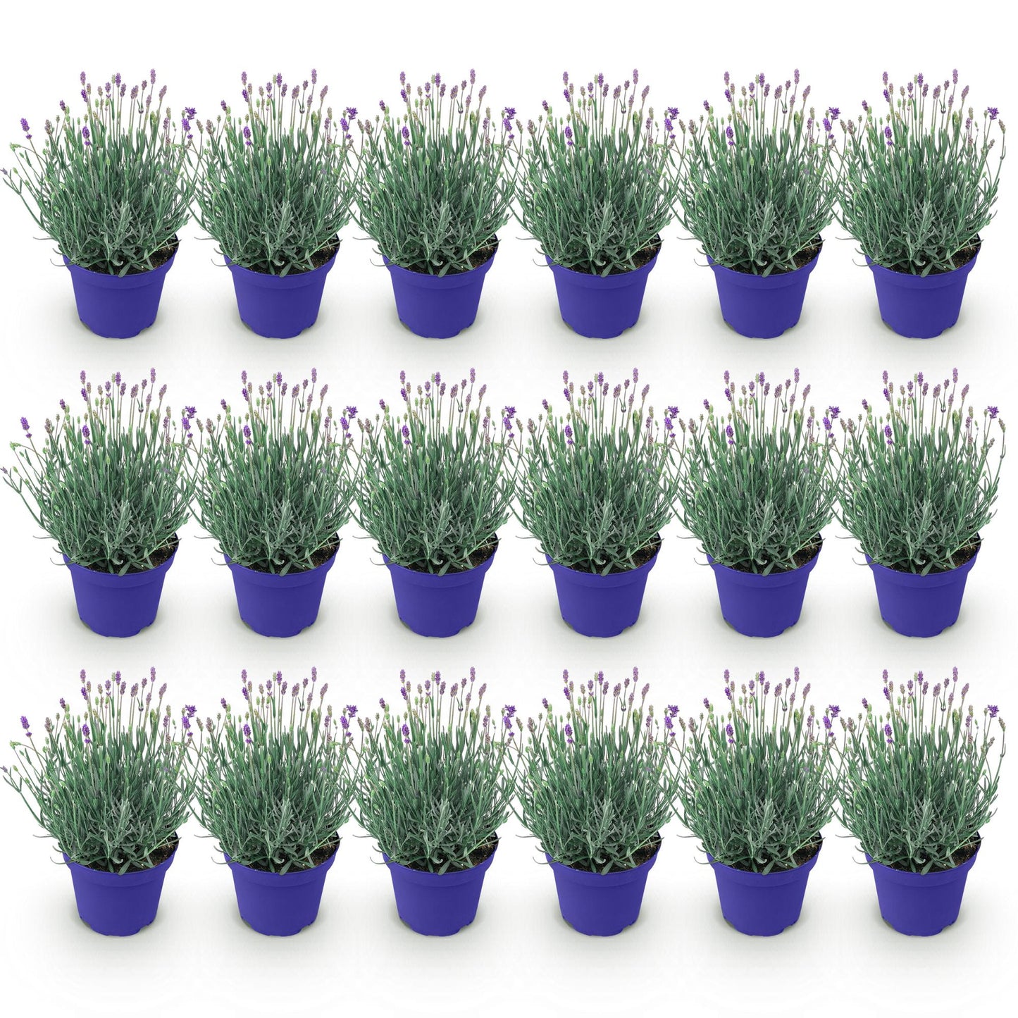Green boutiQ - Tuinplant - Lavandula angustifolia Hidcote - Lavendel - Winterhard - Paars - 18 Planten - Pot 12cm - Hoogte 15-25cm