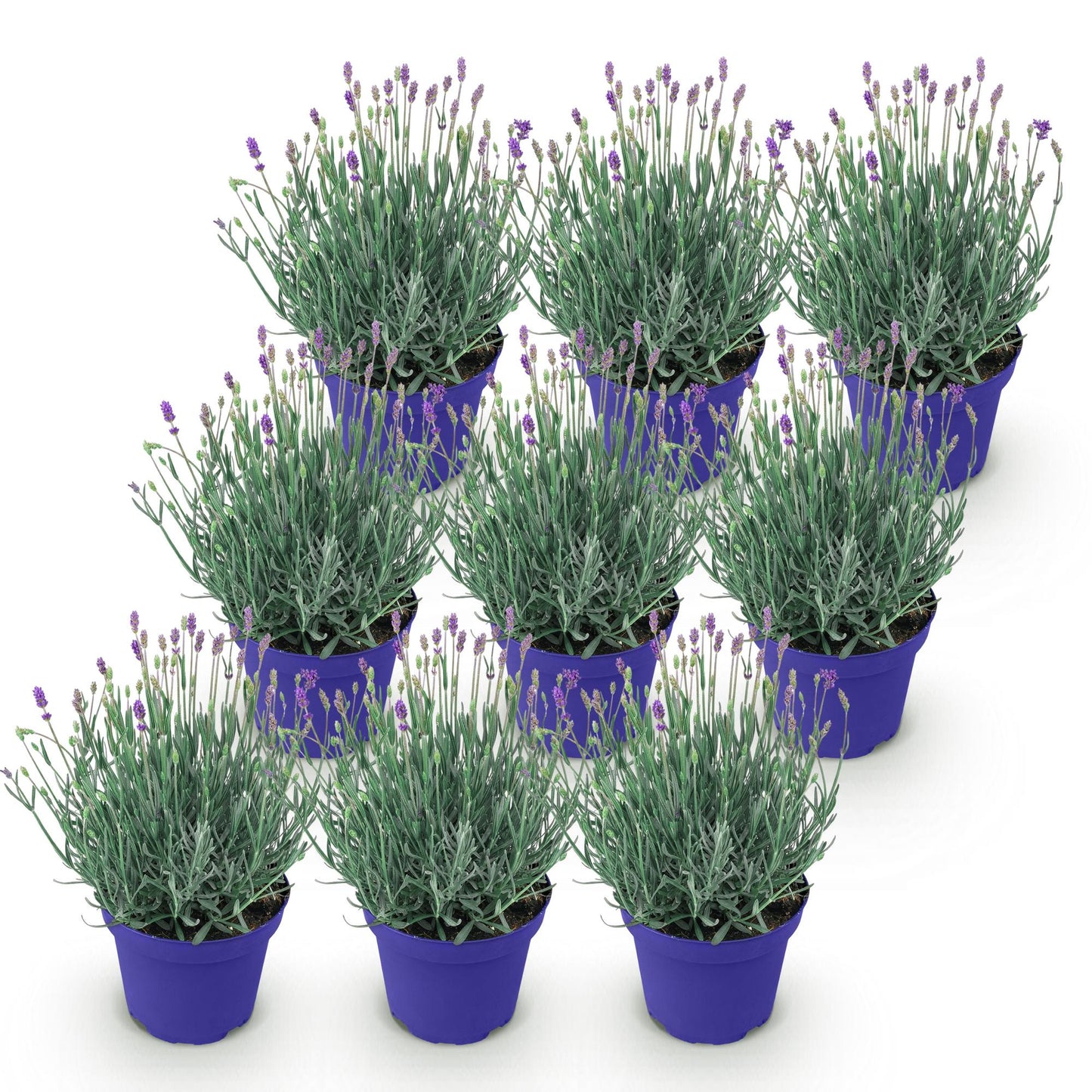 Green boutiQ - Tuinplant - Lavandula angustifolia Hidcote - Lavendel - Winterhard - Paars - 9 Planten - Pot 12cm - Hoogte 15-25cm