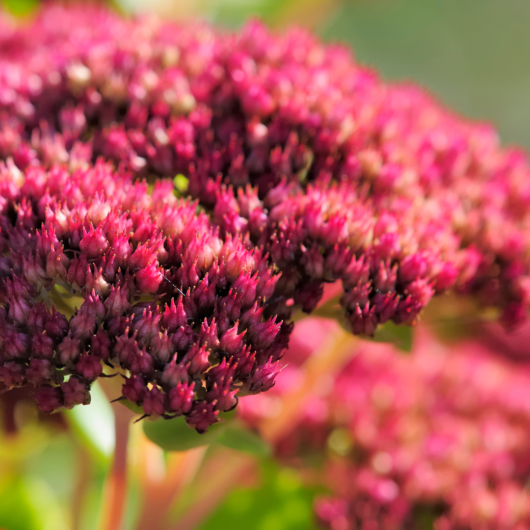 24x Sedum 'Matrona' - ↕10-25cm - Ø9cm