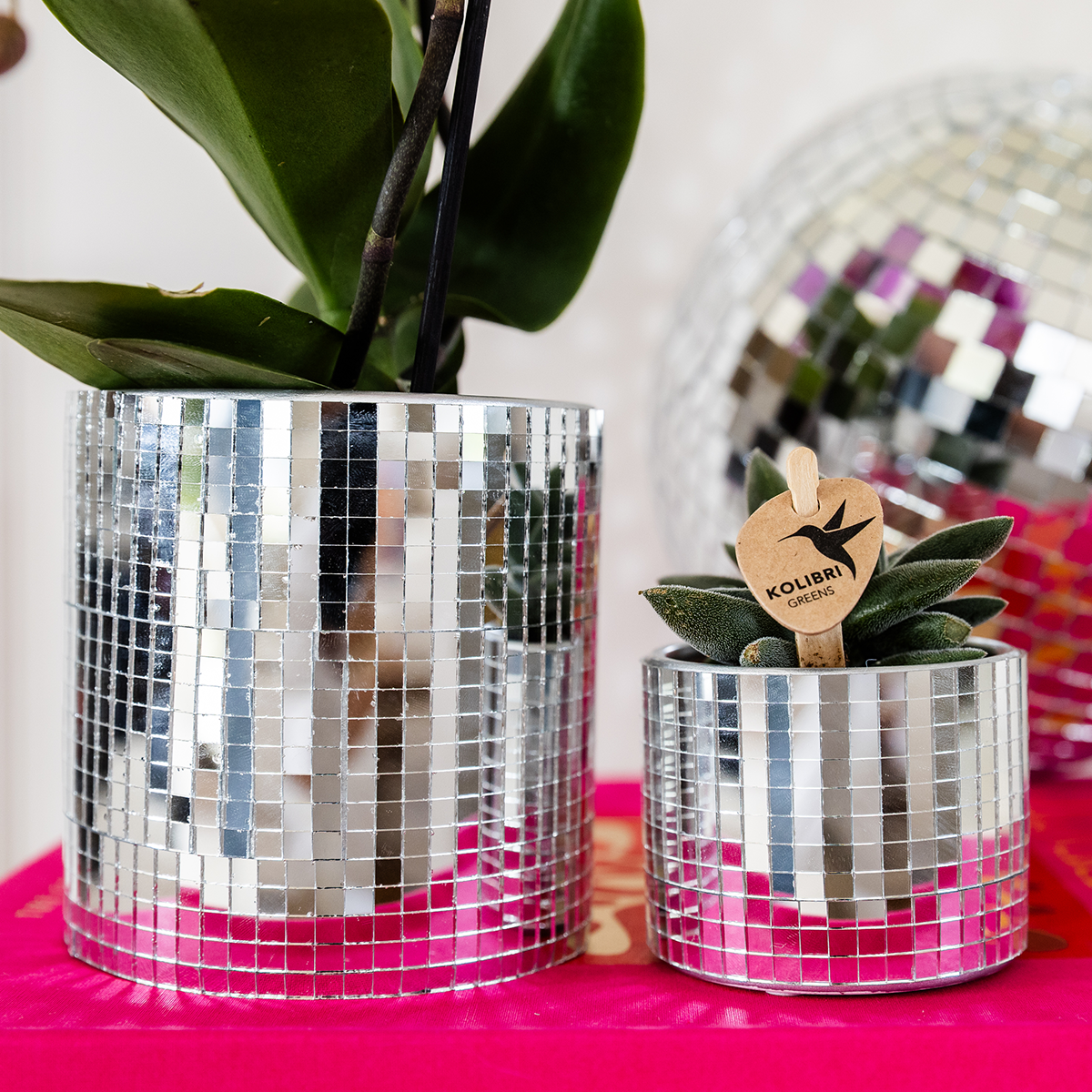Kolibri Company | Plantenset Disco | Paarse Vienna orchidee Ø9cm + Succulent incl. keramieken sierpotten