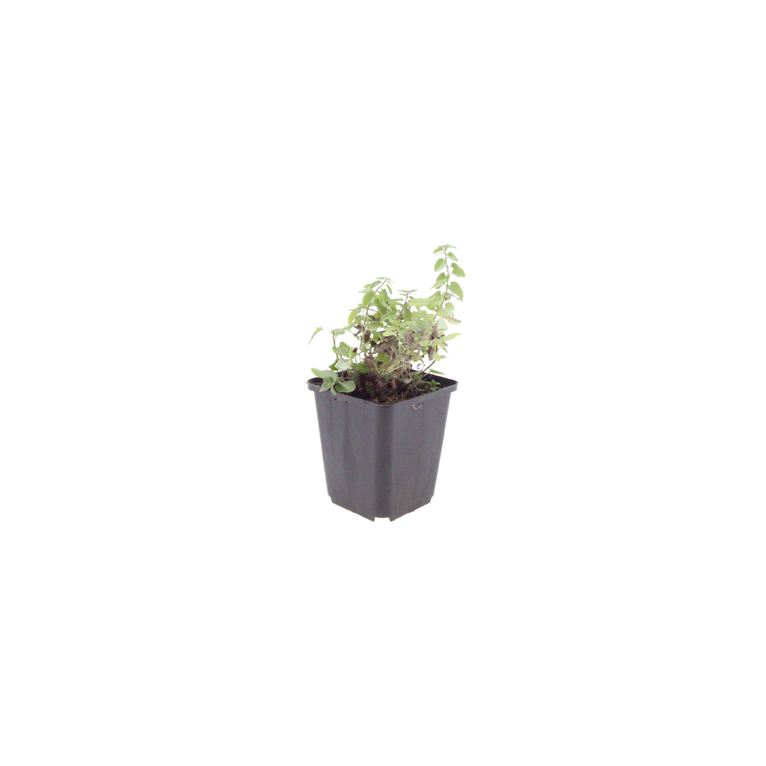 60x Nepeta 'Grol' - ↕10-25cm - Ø9cm