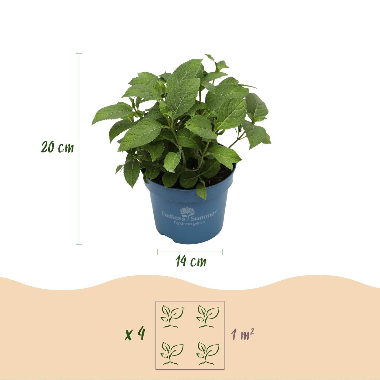 Green boutiQ - Tuinplant - Hydrangea Endles Summer Summer Love Purple - Hortensia - Winterhard - Paars - 1 Plant - Pot 14cm - Hoogte 20-25cm