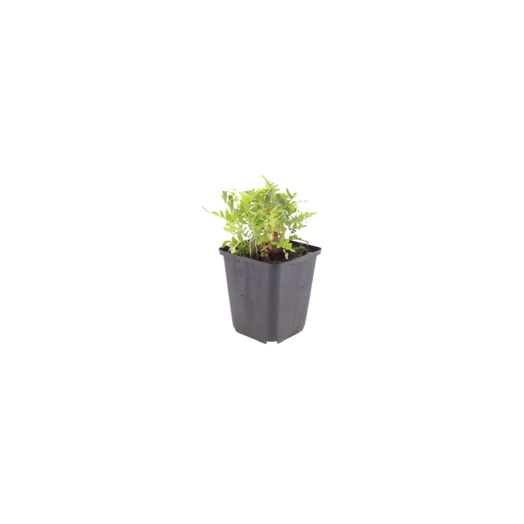 6x Polypodium vulgare - ↕10-25cm - Ø9cm