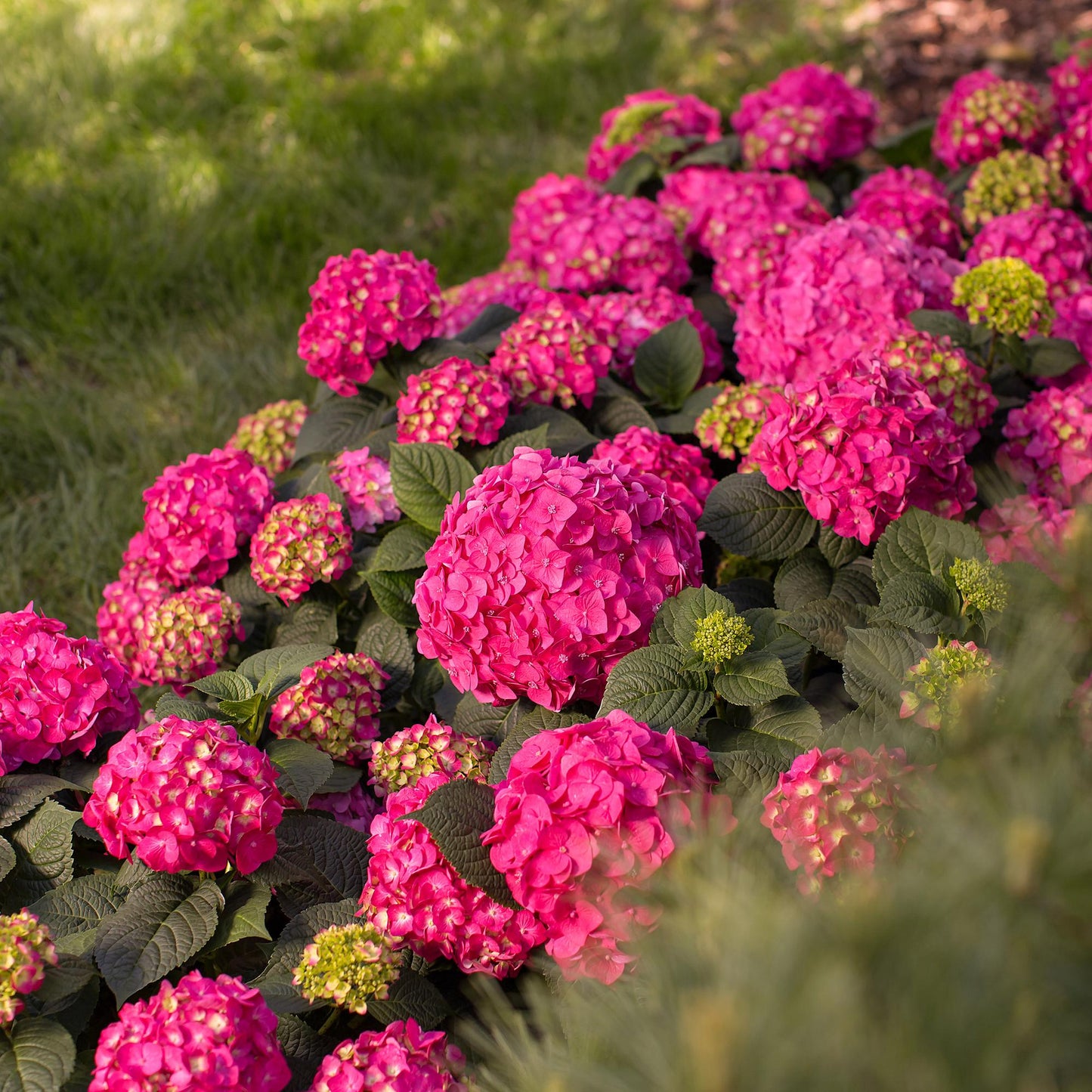 Green boutiQ - Tuinplant - Hydrangea Endles Summer Summer Love Red - Hortensia - Winterhard - Rood - 1 Plant - Pot 14cm - Hoogte 20-25cm
