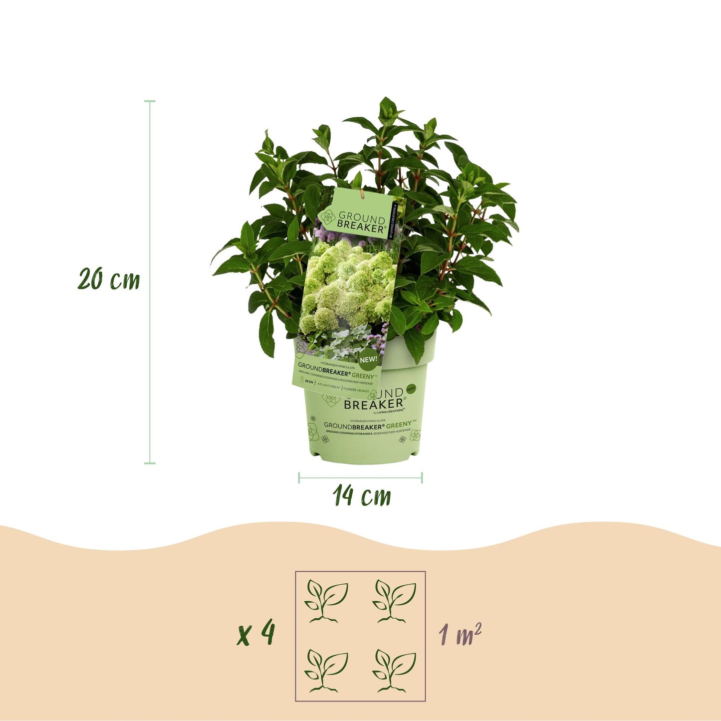 Green boutiQ - Tuinplant - Hydrangea panniculata Groundbreaker Greeny - Pluimhortensia - Winterhard - Creme - 4 Planten - Pot 14cm -Hoogte 20-25cm
